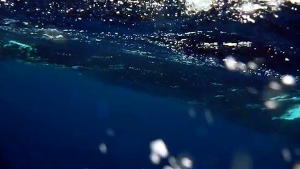 Pilot whales from the ocean rowboat