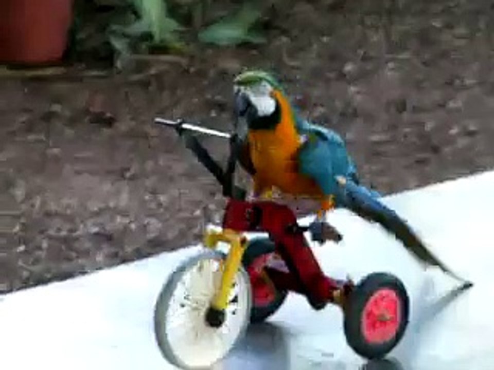 Funny Parrot riding a tricycle