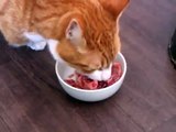 katten eten vlees