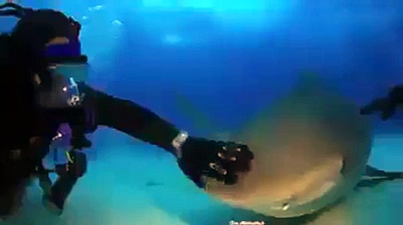 Maybe this shark was a dog in her previous life?syndication=228326