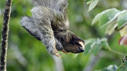 RM_Brown-throated Three-Toed Sloth_.AVI