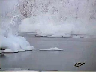 Утки зимой в заполярной тайге