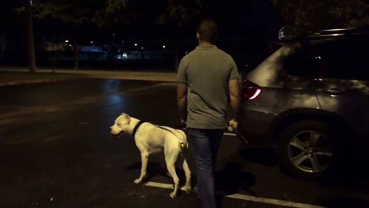 Dogo Argentino Protection Test (Raw Footage!)