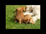 Soft Coated Wheaten Terrier, Chiots à 1 mois
