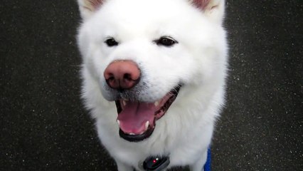 秋田犬おやつはお行儀良く1個ずつ貰います【akita inu】