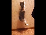 Jumping Kittens vs Wall Paper