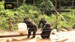 Enriching the Lives of Orphaned Chimpanzees