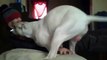 Funny Dog video Horny dog humps