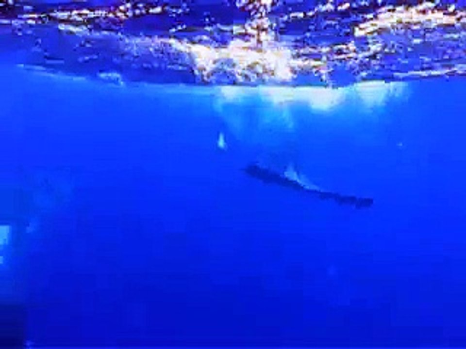 Humpback whales in Tonga  no.5