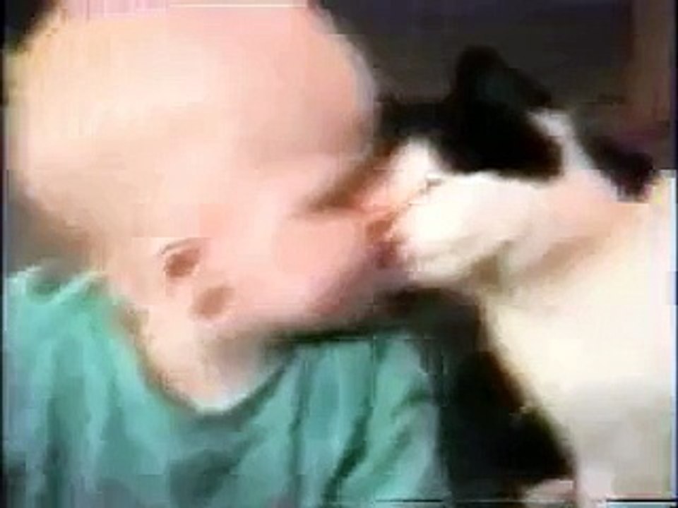 Upps die Pannenshow Katzen