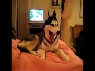 Siberian Husky says I LOVE YOU! so Cute