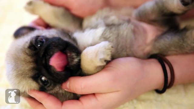 Baby Pug Puppy Gets a Belly Rub, Completely Adorable! - Puppy Love