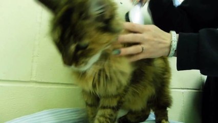 Bluey the cat for rehoming at Blue Cross in Cambridge