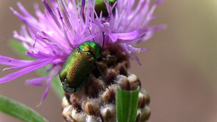 Prairies Humides.Visionner en HD 1080.