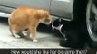 Angry cat betrayed by her lover!