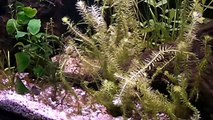 Danio Choprae, Leopard Danio and Zebra Danio and some new plants in the aquarium!