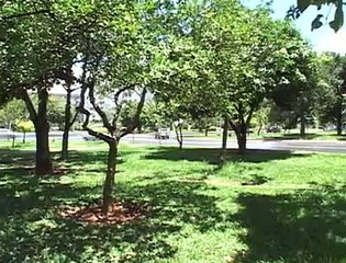 Árvores frutíferas