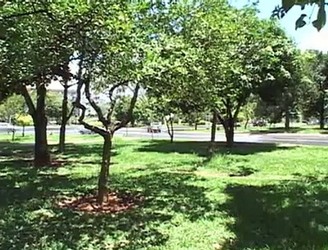 Árvores frutíferas