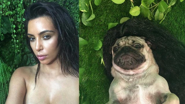 Doug the Pug's Kim Kardashian Photoshoot (behind the scenes)