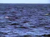Blue Whale Surfaces Near Boat Then Dives