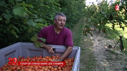 Dans la Drôme, les agriculteurs s'organisent face à la chaleur