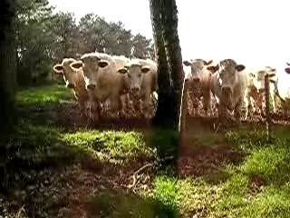 Cowboy Balou ou "La vache !"