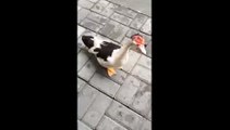 Creative duck dance! My pet duck is funnier than Donald duck!