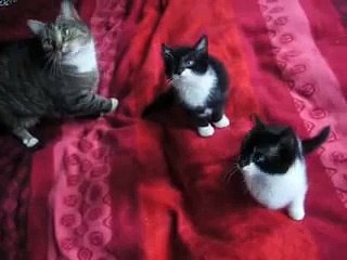 Lilly & Emil - sweetest dancing christmas kitty