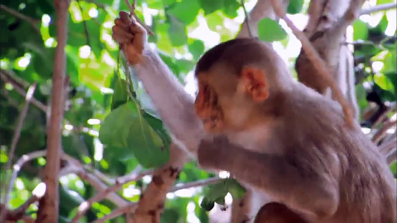 The Human Spark | So Human, So Chimp | Monkey Business | PBS