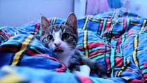Cutest Moments With Adopted Kitten Nikita