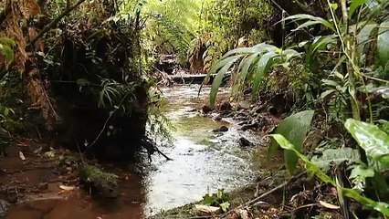 En Zarcero los vecinos se unen para proteger el agua