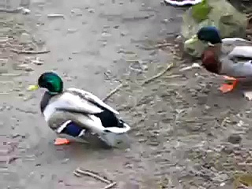 Lonely Mallards