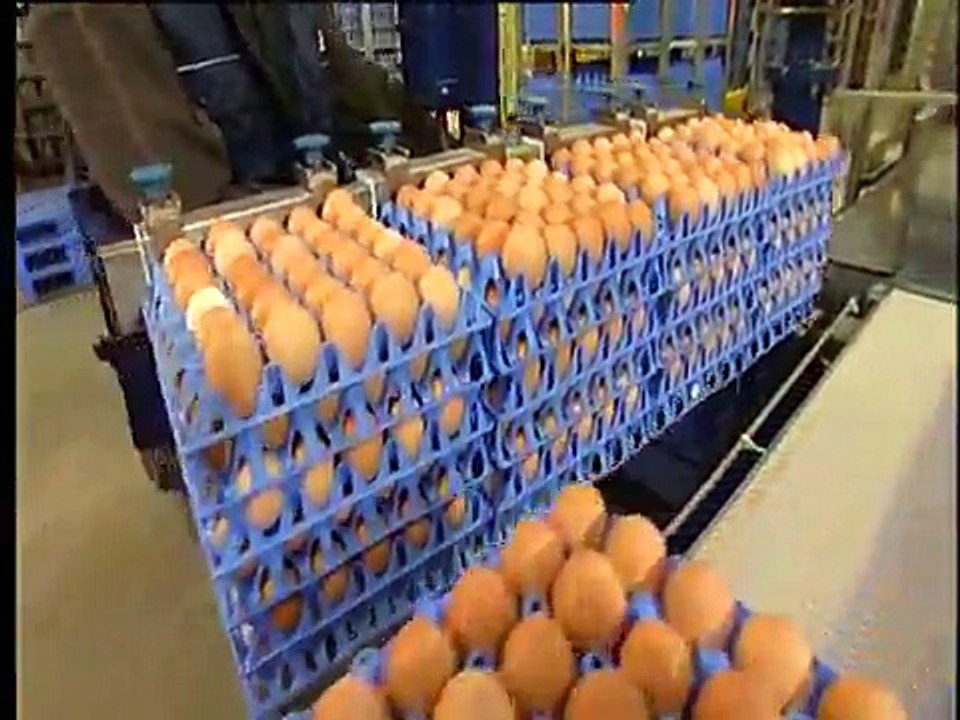 Moba Omnia XF 125 and 170 Egg grading and packing machine - video ...