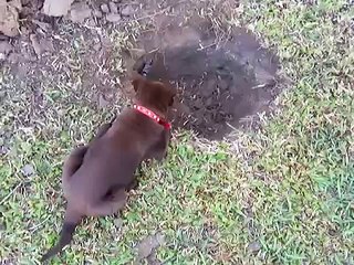 Chase Digging - Kelpie