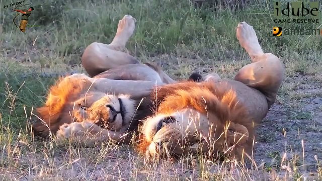 Daughters Of The Mapogo Lions - Rebuilding The Othawa Pride - 35: Social Interactions