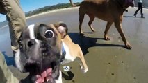 DUNCAN, O CÃO DE DUAS PATAS, TEM O MELHOR DIA DE SUA VIDA NA PRAIA