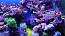 SPS / LPS Reef Tank (260 Gallon) - video Dailymotion