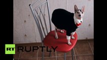 Russia: Meet 'Hitler Cat,' the Nazi leader pussy that makes 'Grumpy Cat' look charming!