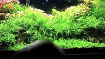 planted tank cleaning