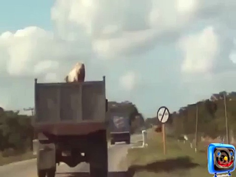 Stop the Vehicle oh oh oh