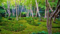 The Japanese wonderful Garden Art Design