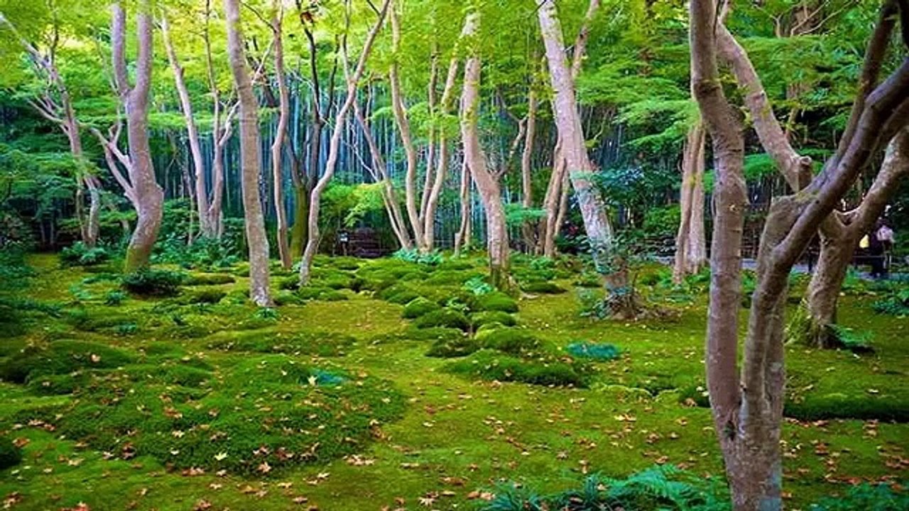 The Japanese wonderful Garden Art Design