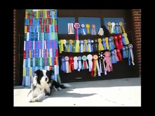 Border Collie "Savvy" doing tricks on TV