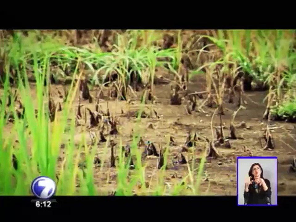 Fenómeno del Niño deja sus efectos sobre 2.600 hectáreas de arroz en Guanacaste