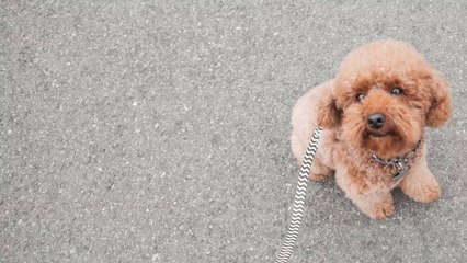 7 Adorable Puppy Facts