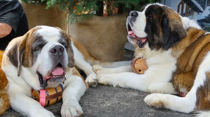 Meet the St. Bernards that can save your phone at SXSW