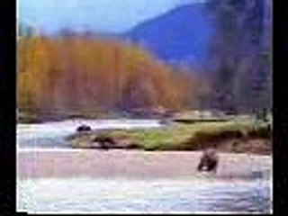 Bear funny video clicks