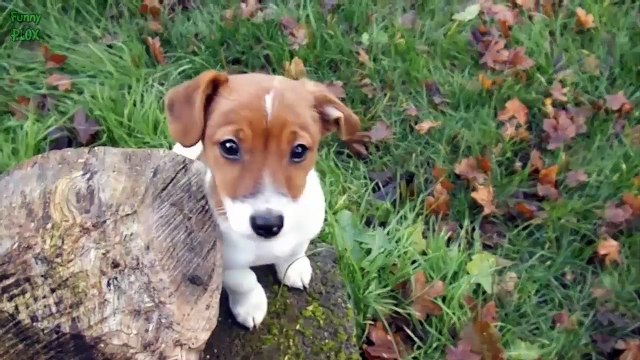 Puppies and Kittens Best Friends Compilation 2015