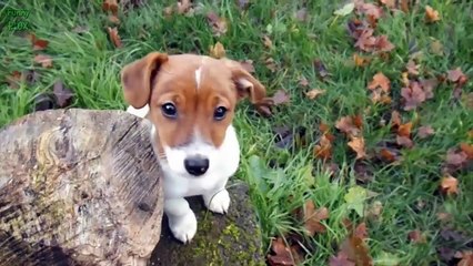 Puppies and Kittens Best Friends Compilation 2015