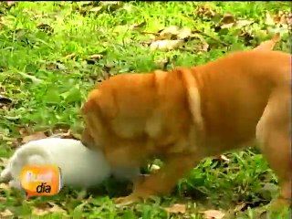 ¿Cómo tratar los problemas psicológicos en los perros?